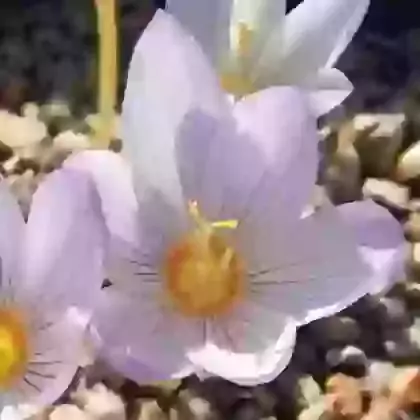 Zonatus